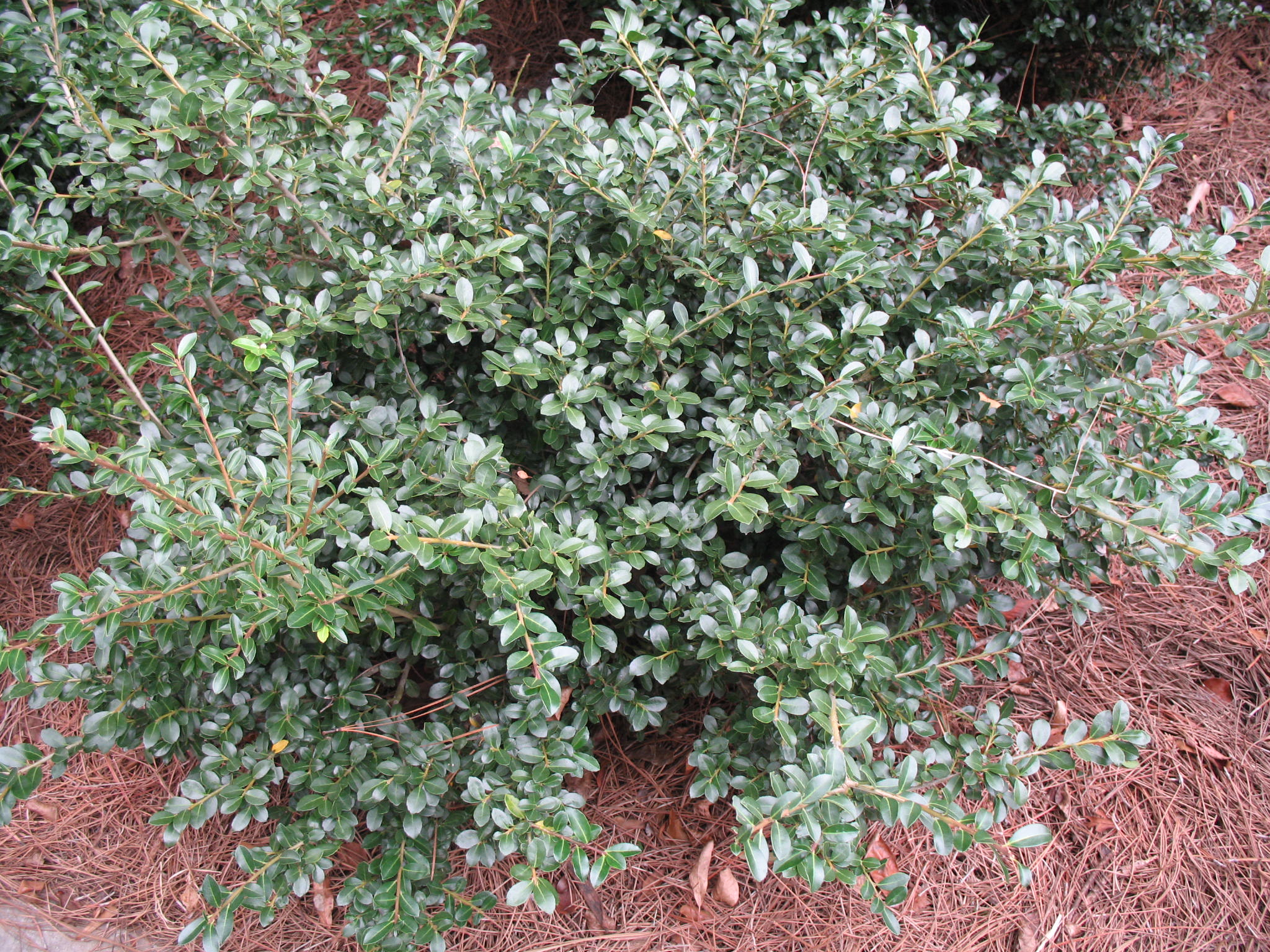 Online Plant Guide - Ilex Crenata 'Compacta' / Compact Japanese Holly